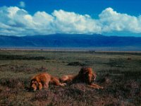 1966011124 Lions - Ngoro Crater - Tanzania