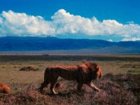 1966011125 Lions - Ngoro Crater - Tanzania