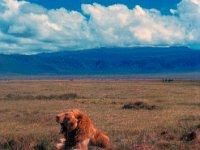 1966011126 Lions - Ngoro Crater - Tanzania