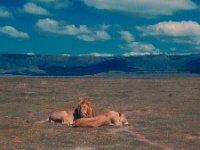 1966011127 Lions - Ngoro Crater - Tanzania