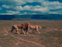 1966011128 Lions - Ngoro Crater - Tanzania