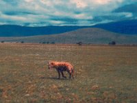 1966011129 Hyena - Ngoro Crater - Tanzania