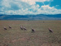 1966011130 Birds - Ngoro Crater - Tanzania