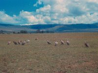 1966011131 Birds - Ngoro Crater - Tanzania