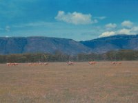 1966011134 Ngoro Crater - Tanzania