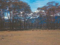 1966011135 Ngoro Crater - Tanzania