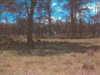 1966011136 Ngoro Crater - Tanzania