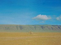 1966011140 Zebra - Ngoro Crater - Tanzania