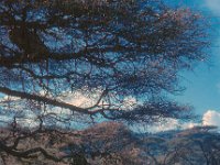 1966011205 Lion in tree - Lake Manyara