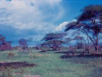 1966011207 Savanna vegetation -  Lake Manyara