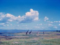 1966011209 Giraffe - Lake Manyara