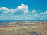 1966011210 Giraffe -  Lake Manyara