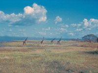 1966011211 Giraffe - Lake Manyara