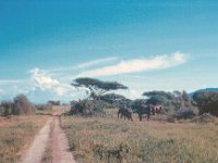 1966011213 Lake Manyara