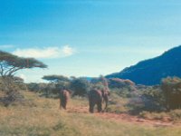 1966011214 Lake Manyara