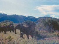 1966011215 Elephants - Lake Manyara