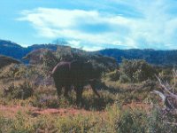 1966011216 Elephants - Lake Manyara