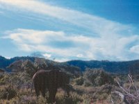 1966011217 Elephants - Lake Manyara