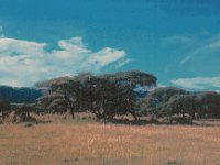 1966011219 Vegetation near Lake Manyara