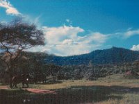 1966011221 Elephants - Lake Manyara