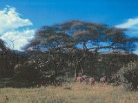 1966011223 Elephants - Lake Manyara