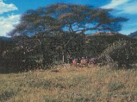 1966011224 Lake Manyara