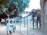 1965081106 School girls at zoo -  Khartoum