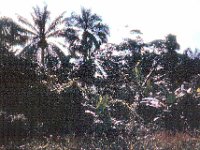 1965081227 Tropical forest - Ibadan - Nigeria