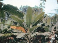 1965081322 Banana Tree - Kumasi - Ghana