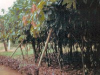 1965081323 Cocoa Tree - Bush  - Kumasi - Ghana