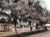 1965081324 Coconut Palm Tree - Kumasi - Ghana