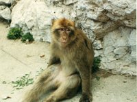 1990072810 Gilbraltar (July 30)