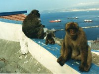 1990072811 Gilbraltar (July 30)