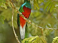 2011029051 Quetzal -  National Bird of Guatemala - Guatemala - Feb 10-20