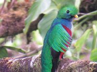 2011029052 Quetzal -  National Bird of Guatemala - Guatemala - Feb 10-20