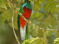 2011029055 Quetzal -  National Bird of Guatemala - Guatemala - Feb 10-20