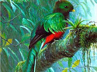 2011029057 Quetzal -  National Bird of Guatemala - Guatemala - Feb 10-20