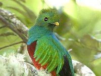 2011029058 Quetzal -  National Bird of Guatemala - Guatemala - Feb 10-20