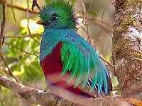 2011029059 Quetzal -  National Bird of Guatemala - Guatemala - Feb 10-20