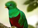 2011029060 Quetzal -  National Bird of Guatemala - Guatemala - Feb 10-20