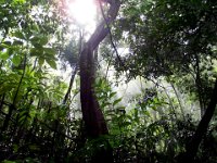 2011029608 Jungle - Guatemala