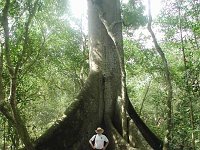 Yaxche or Ceiba tree
