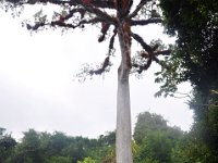 2011023679 Tikal - Guatemala