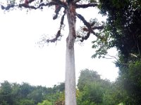 2011023680 Tikal - Guatemala