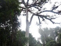 2011023681 Tikal - Guatemala