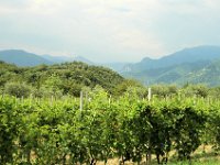 2005071775 Lake District Vineyards- Italy