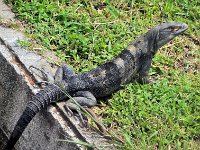 2014102466 Darrel - Betty Hagberg - Gatun Lake and Rainforest - Oct 13