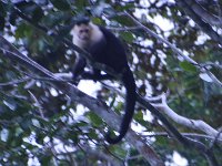 2014102519 Darrel - Betty Hagberg - Gatun Lake and Rainforest - Oct 13