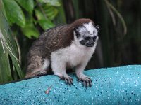 2014102549 Darrel - Betty Hagberg - Gatun Lake and Rainforest - Oct 13