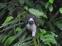 2014102558 Darrel - Betty Hagberg - Gatun Lake and Rainforest - Oct 13